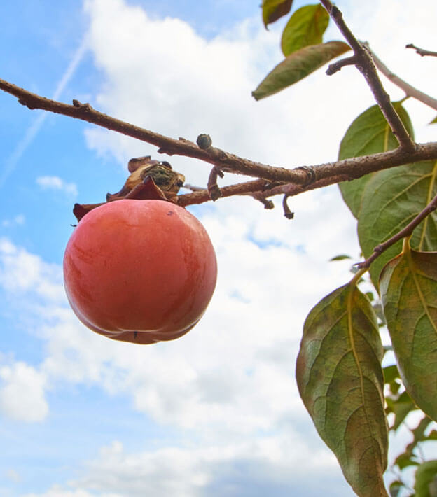 A reddish-orange persimmon hanging from a tree, seen against blue sky